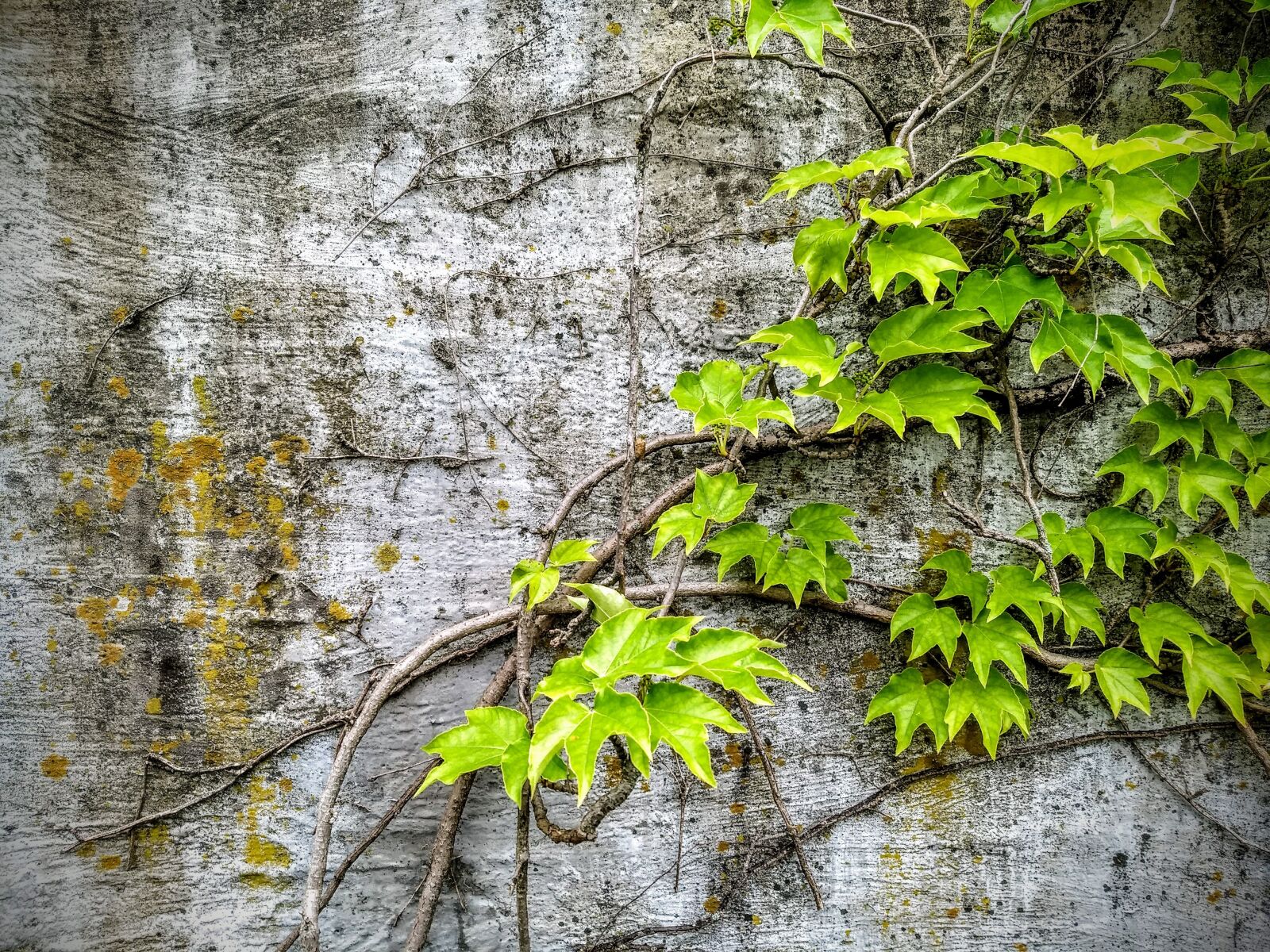 Motorola Moto G (5) Plus sample photo. Wild grapes, concrete, plant photography