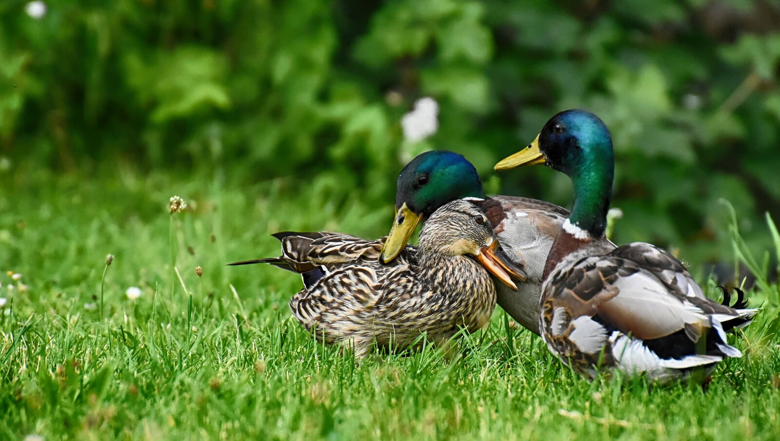 Nikon D7200 sample photo. Mallards, waterfowl, nature photography