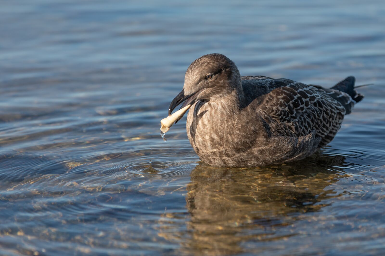 Canon EOS 5D Mark IV sample photo. Australia, tasmania, juvenile pacific photography