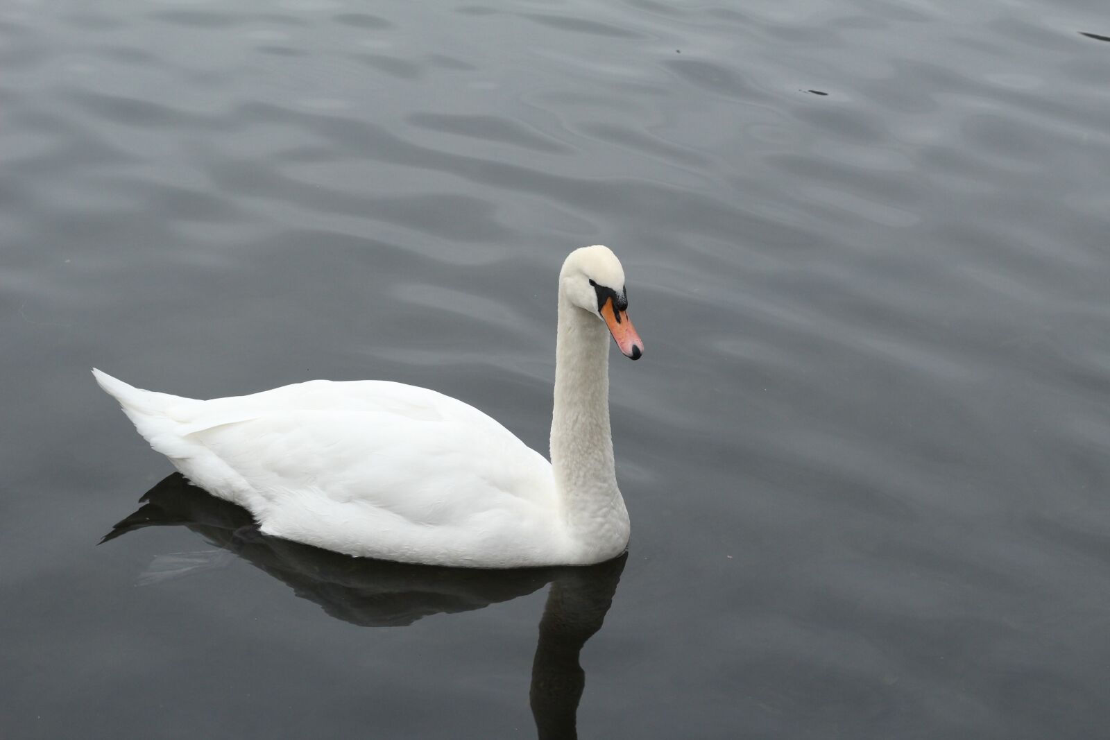 Canon EOS 1300D (EOS Rebel T6 / EOS Kiss X80) + Canon EF 50mm F1.8 STM sample photo. Goose, water, nature photography