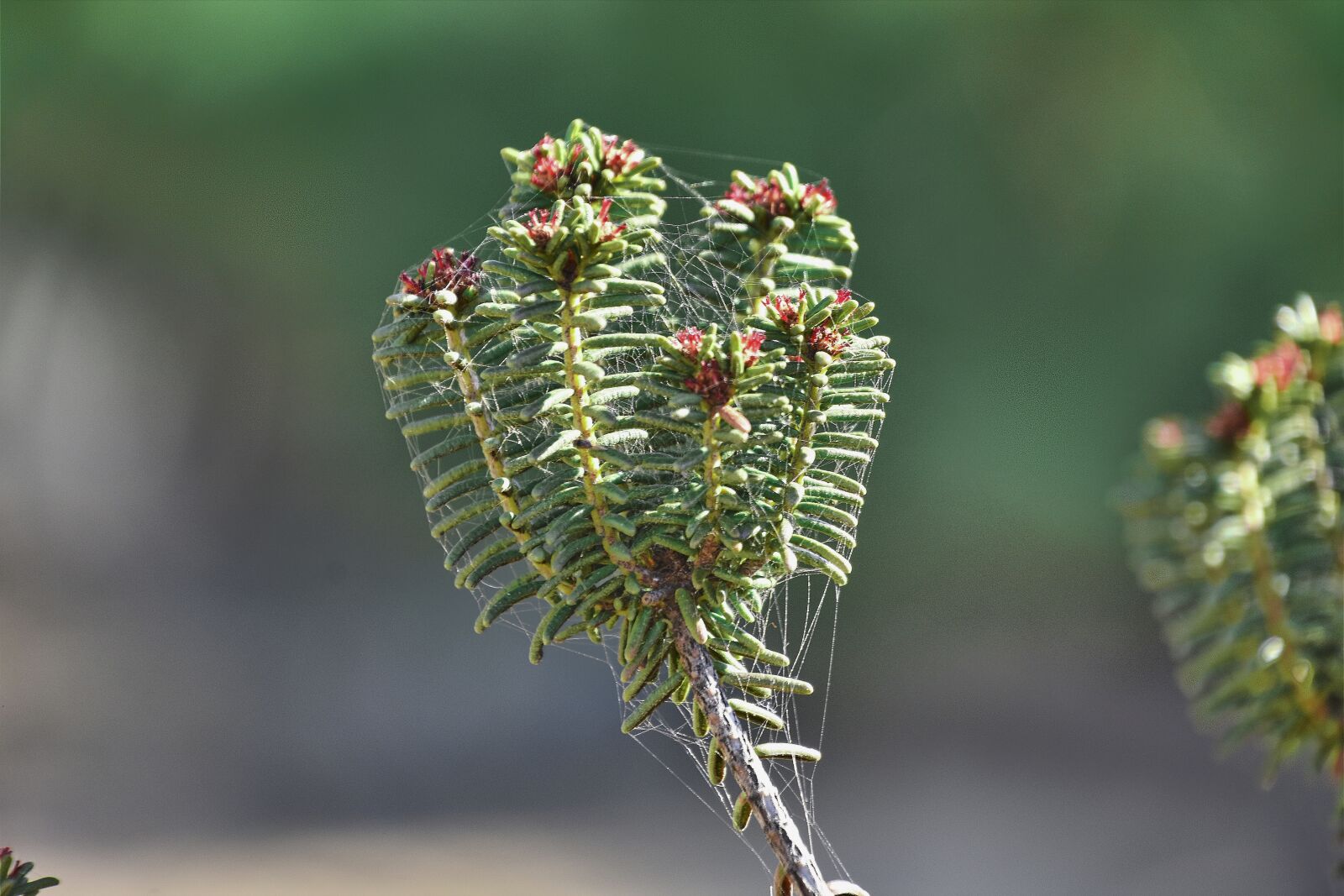 Nikon D7200 sample photo. Flowers, garden, plant photography