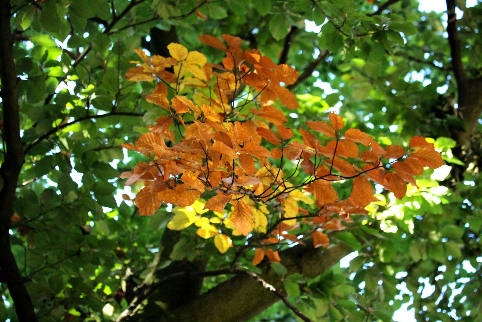 Canon EOS 700D (EOS Rebel T5i / EOS Kiss X7i) sample photo. Autumn, tree, branch photography