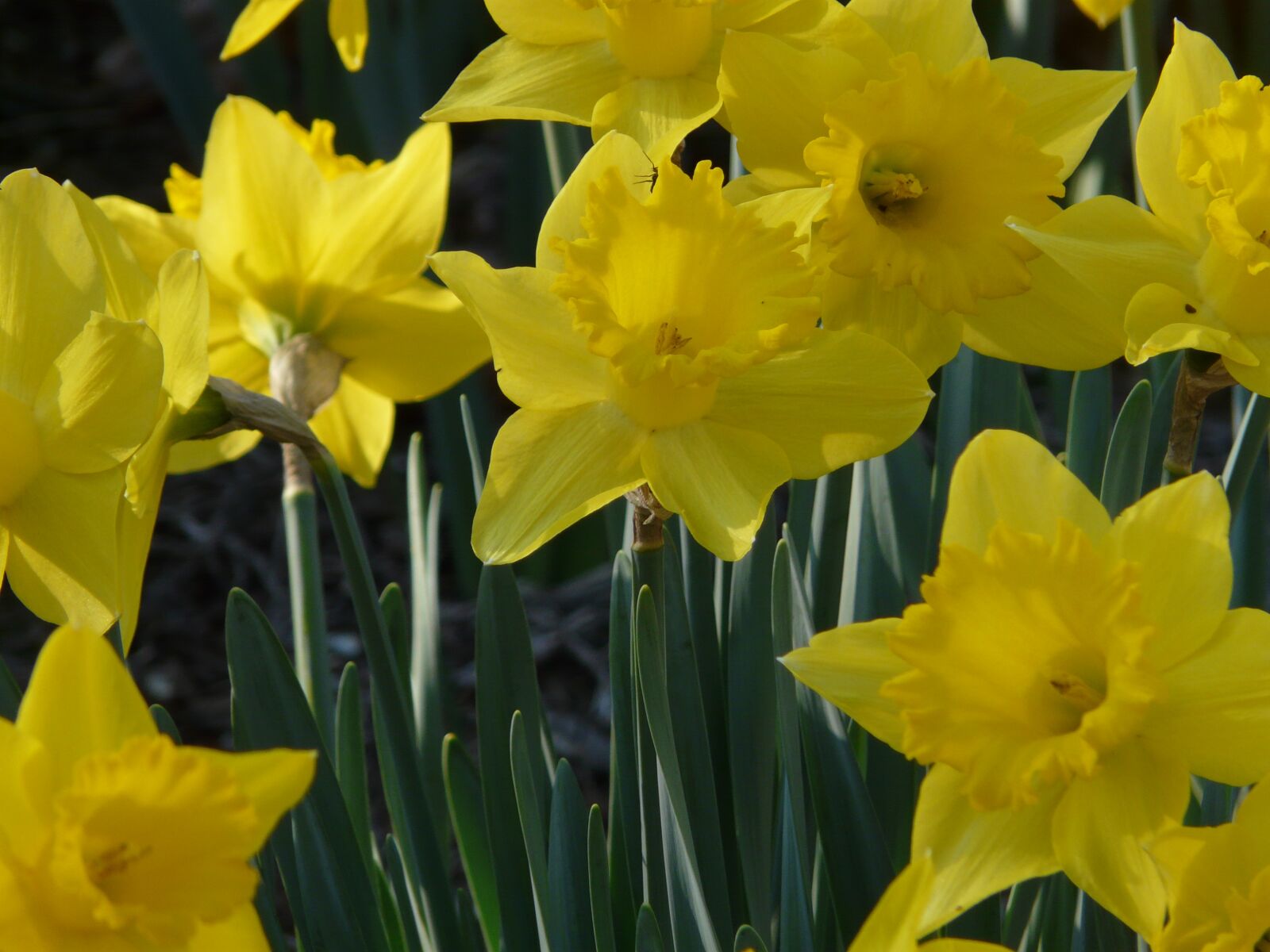 Panasonic DMC-FZ18 sample photo. Daffodil, spring, yellow photography