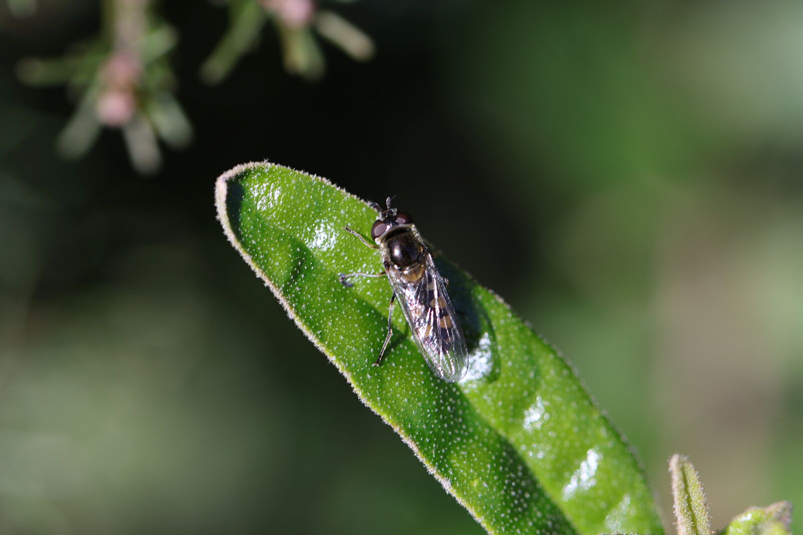 Canon EOS 80D + Canon EF 100mm F2.8L Macro IS USM sample photo. Insect, creature, fly photography