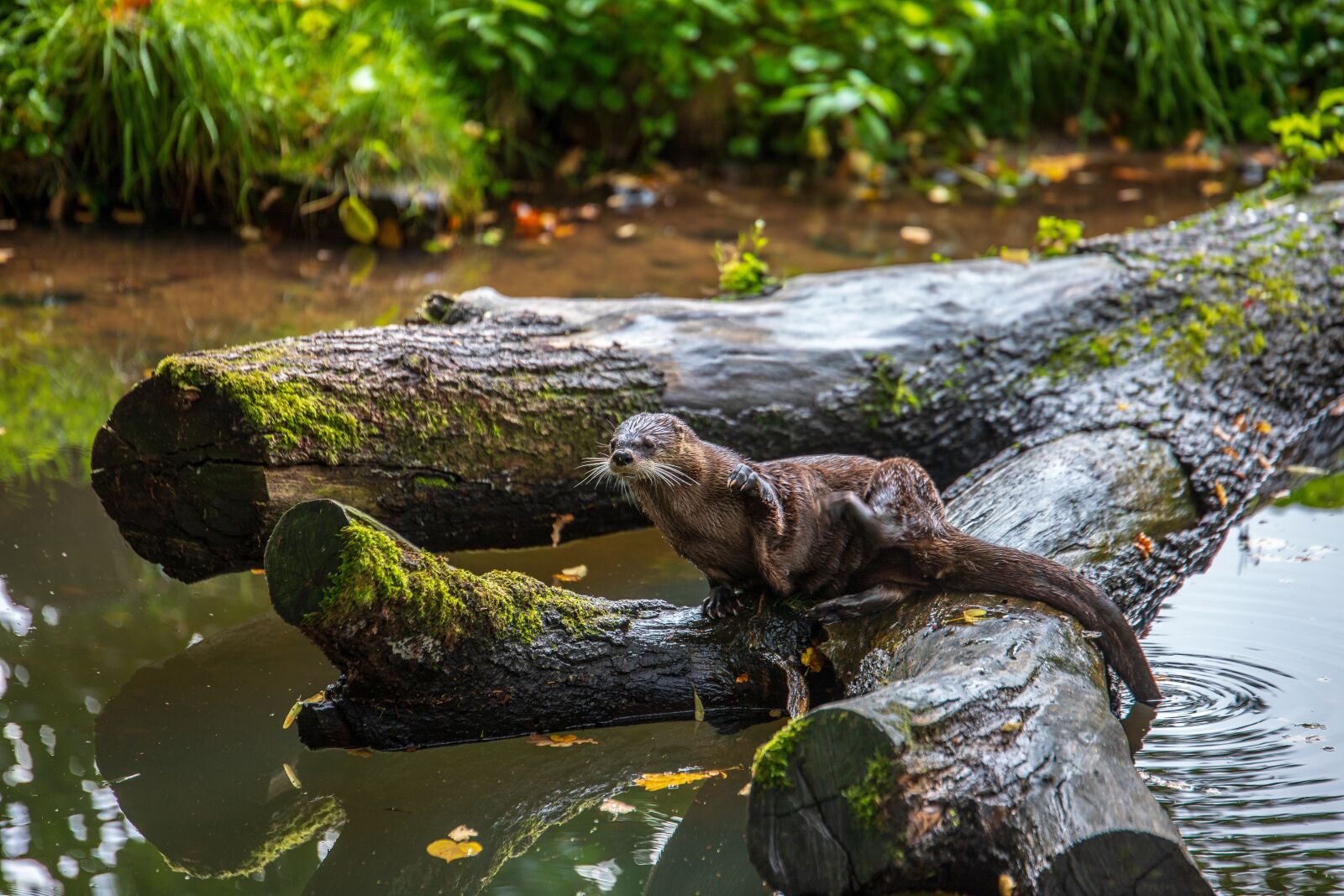 Canon EOS 6D Mark II sample photo. Otter, tree, river photography