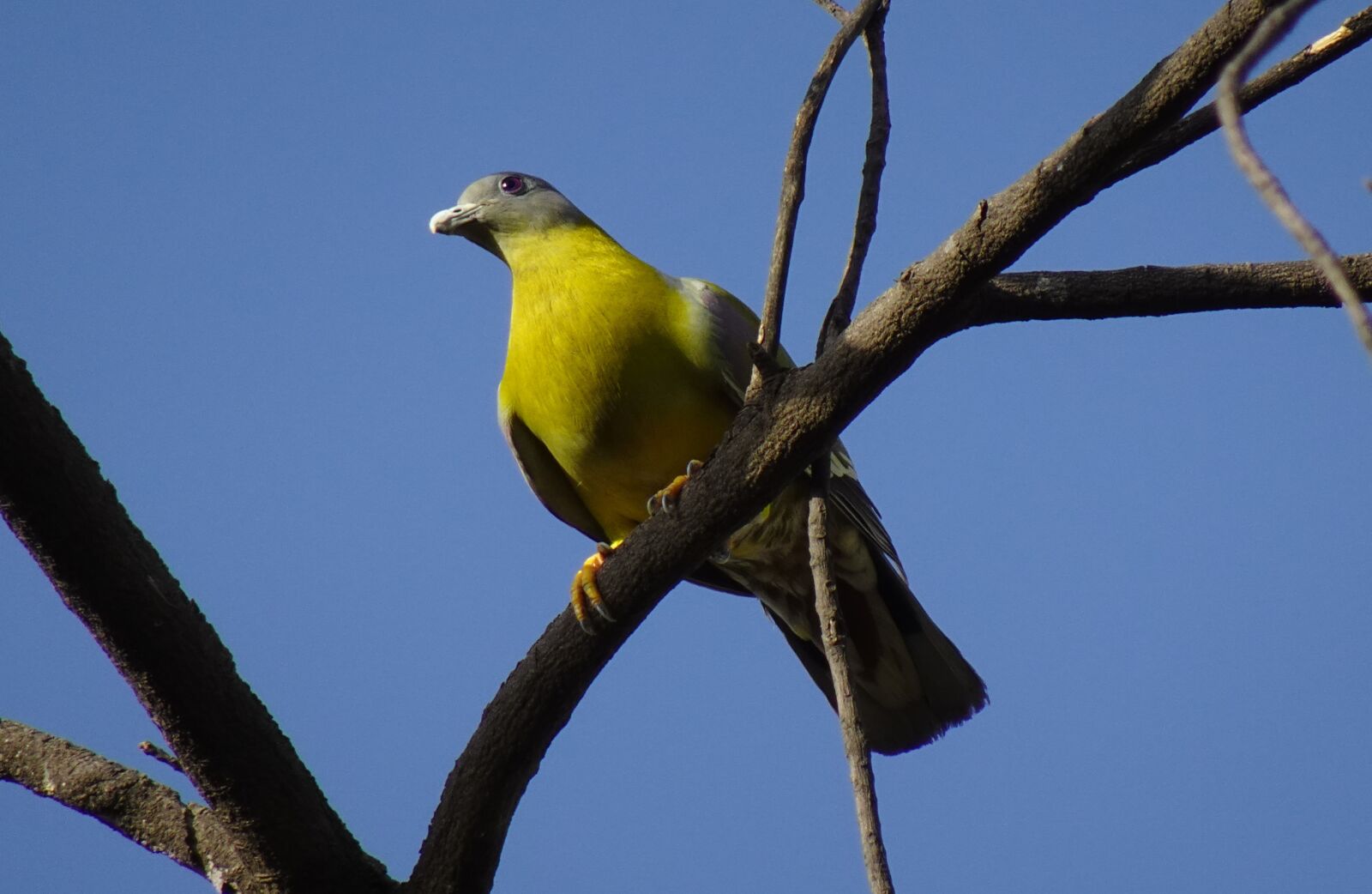 Sony DSC-WX800 sample photo. Bird, pigeon, yfgp photography