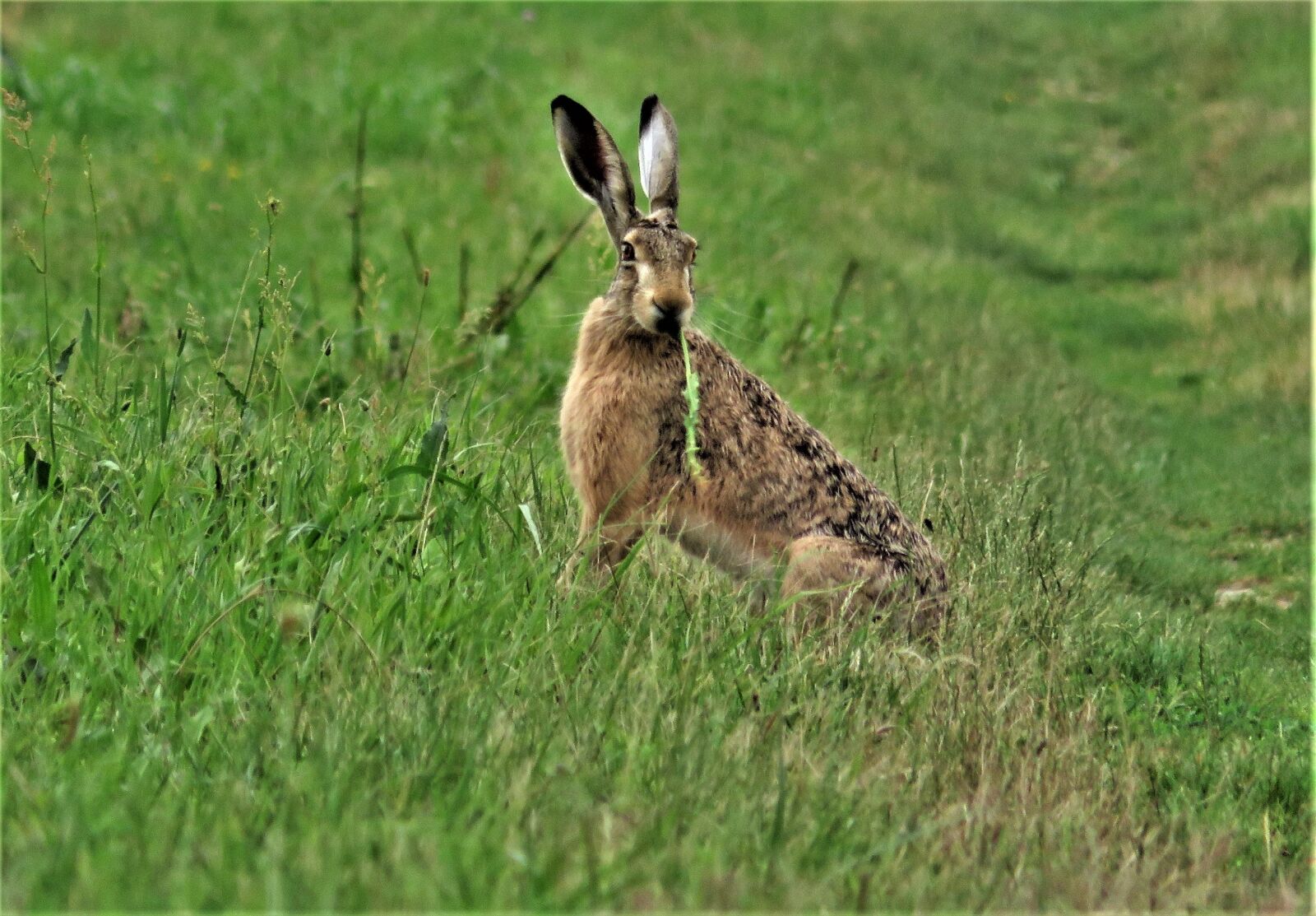 Canon PowerShot SX720 HS sample photo. Wild animals, rabbit, grass photography