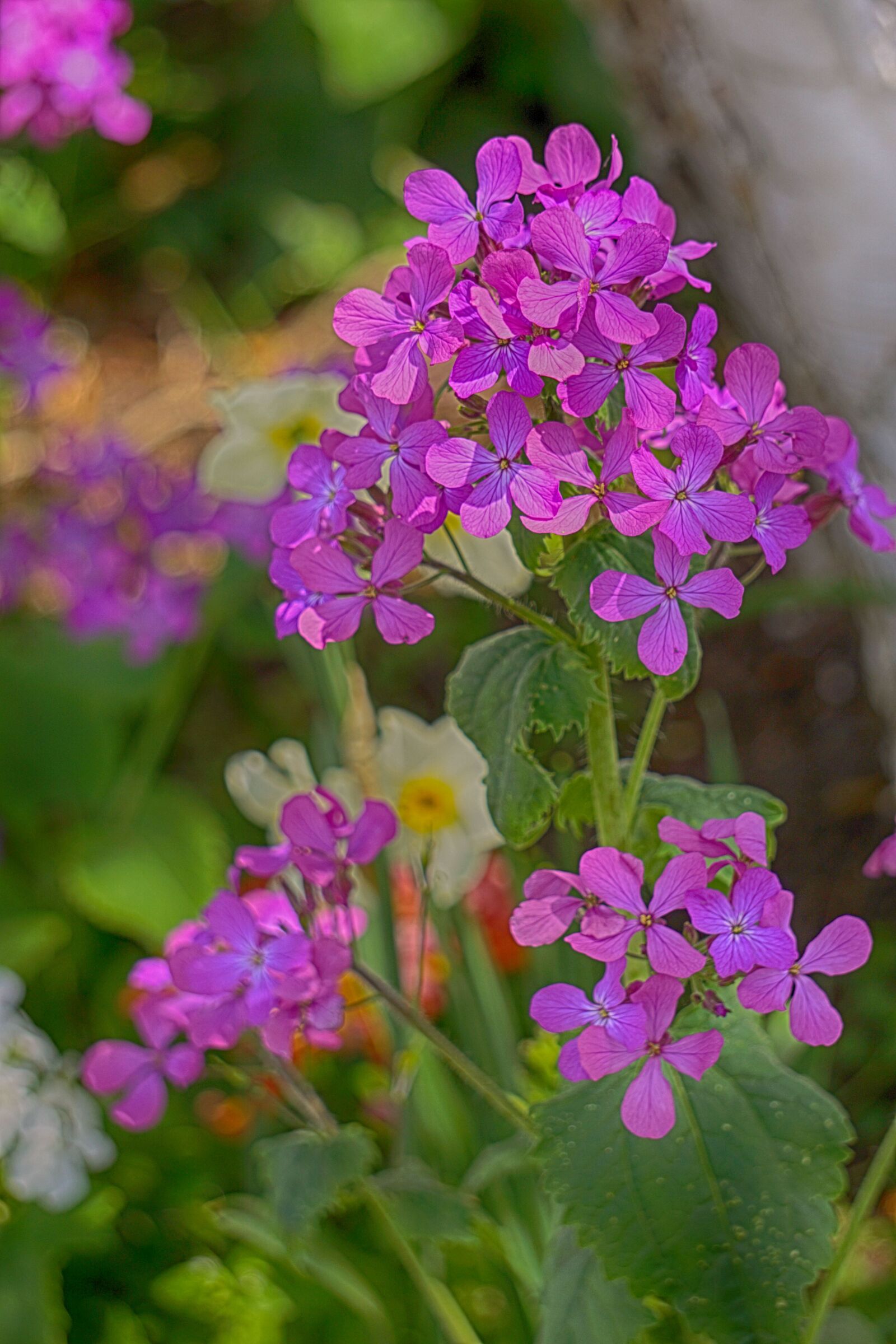 Sony E 55-210mm F4.5-6.3 OSS sample photo. Geraniums photography