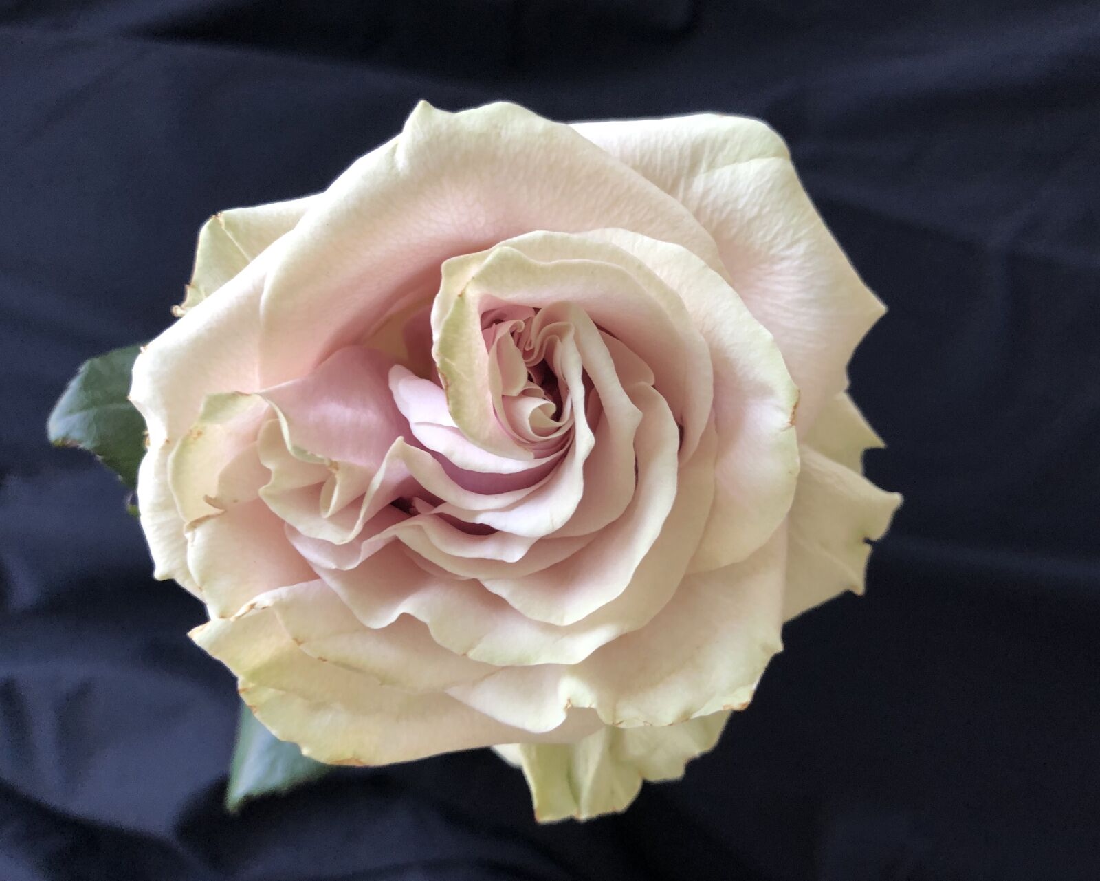 iPhone 8 Plus back dual camera 3.99mm f/1.8 sample photo. Rose, flower, pink photography