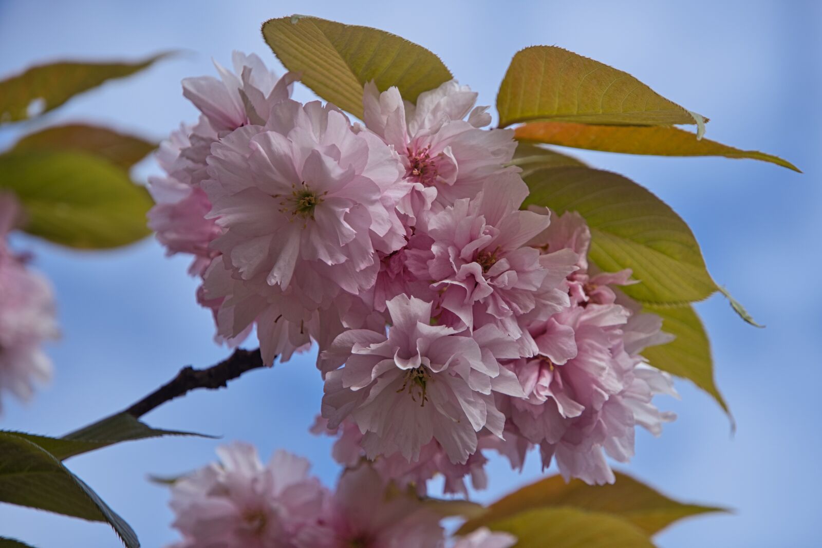 Sony a6400 sample photo. Cherry blossom, park, spring photography