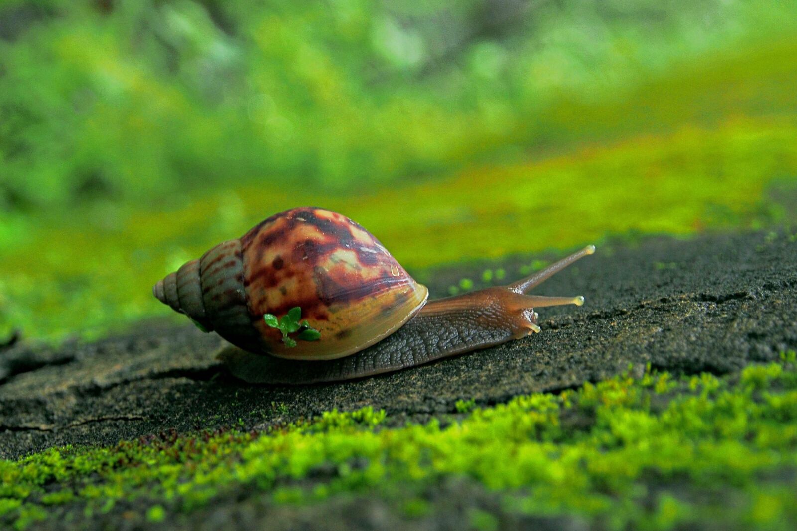 Olympus OM-D E-M5 sample photo. Nature, snail, slow photography