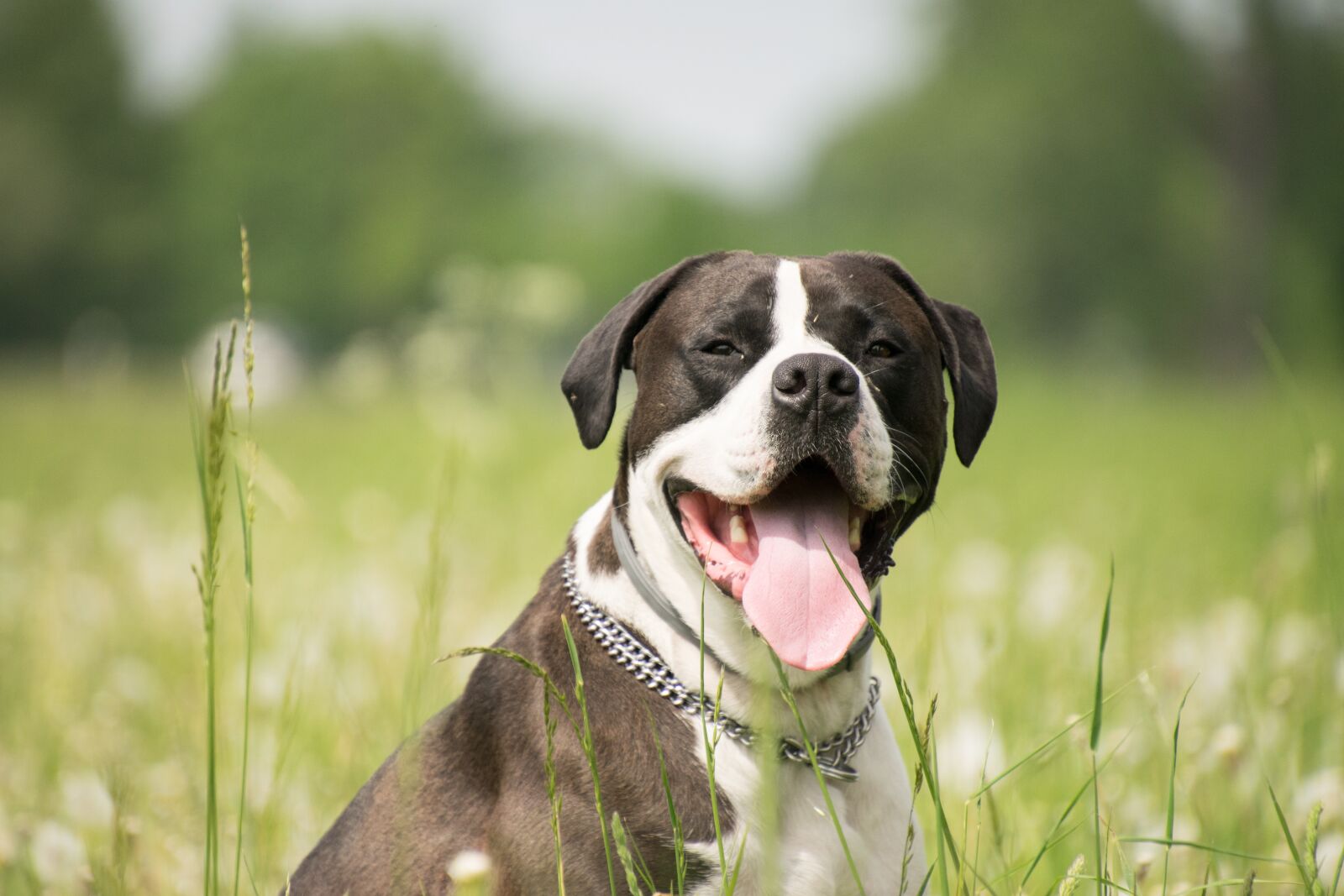 Nikon D3300 sample photo. Dog, tongue, comrade photography