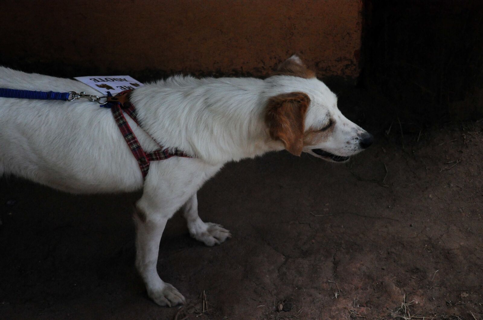 Nikon D5000 sample photo. Dog, leash photography