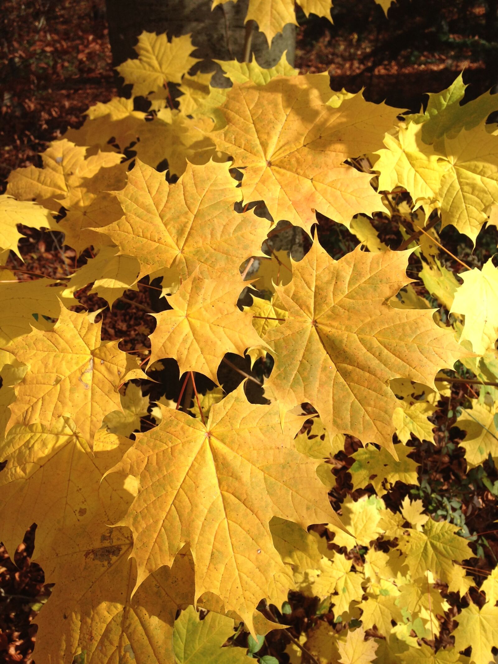 Apple iPhone 5 sample photo. Maple, leaf, autumn photography