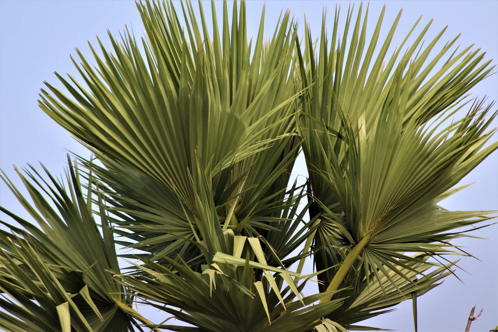 Canon EOS 800D (EOS Rebel T7i / EOS Kiss X9i) sample photo. Tree, palm tree, palm photography