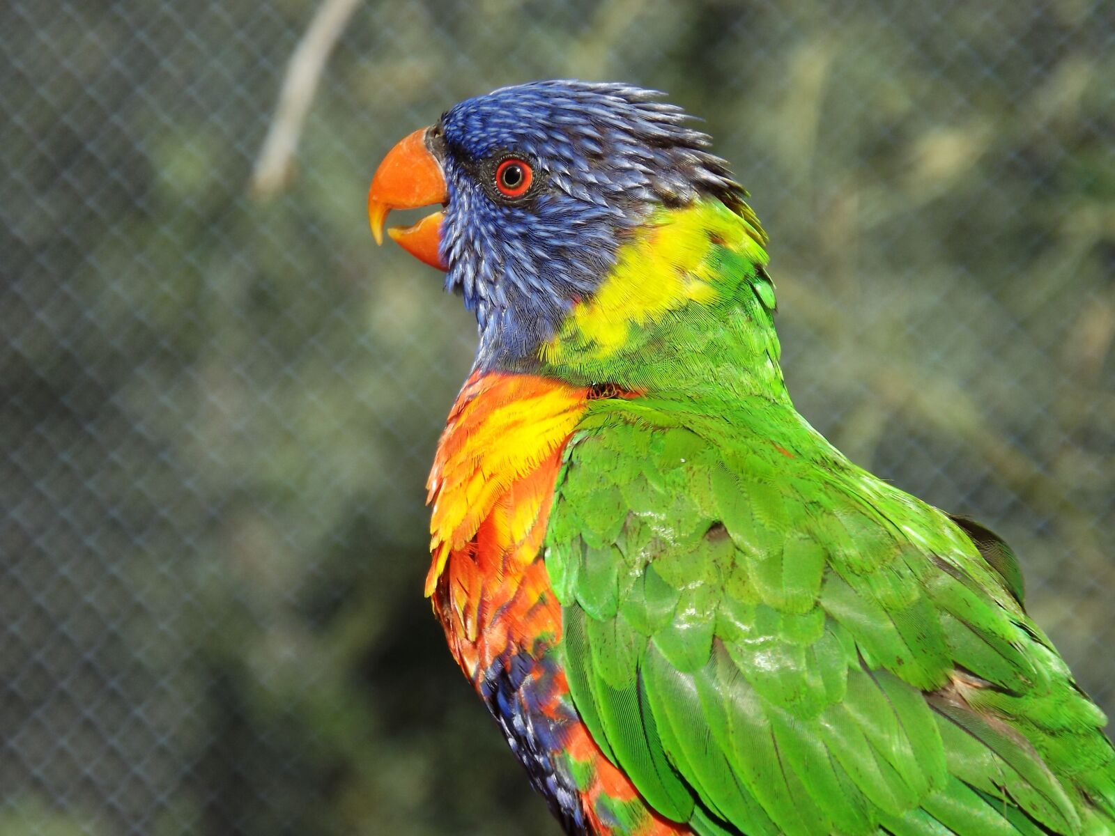 FujiFilm FinePix S4000 (FinePix S4050) sample photo. Birds, feathers, color photography