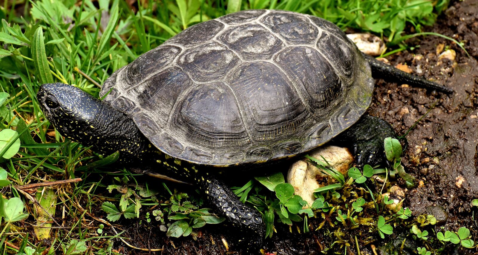 Nikon D7200 sample photo. Water turtle, animal, panzer photography
