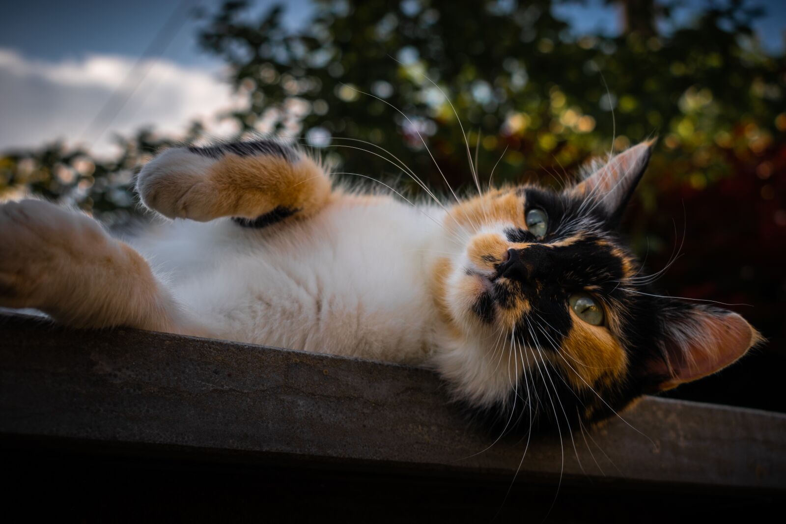 Nikon D3500 sample photo. Cat, cute, animal photography