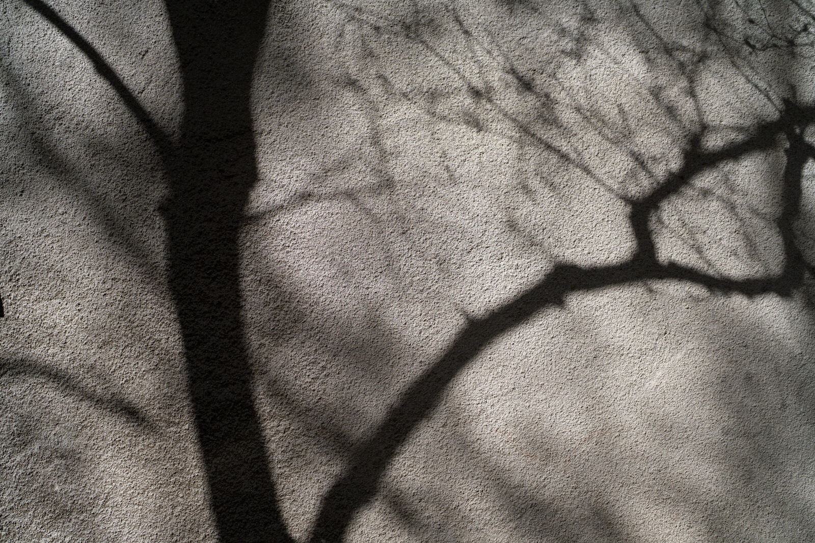 Sony FE 50mm F1.2 GM sample photo. Tree shadow on wall photography