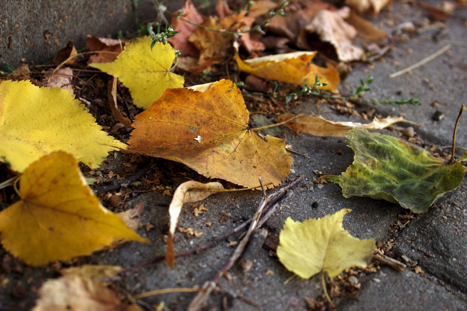 Canon EOS 600D (Rebel EOS T3i / EOS Kiss X5) sample photo. Autumn, foliage, leaves photography