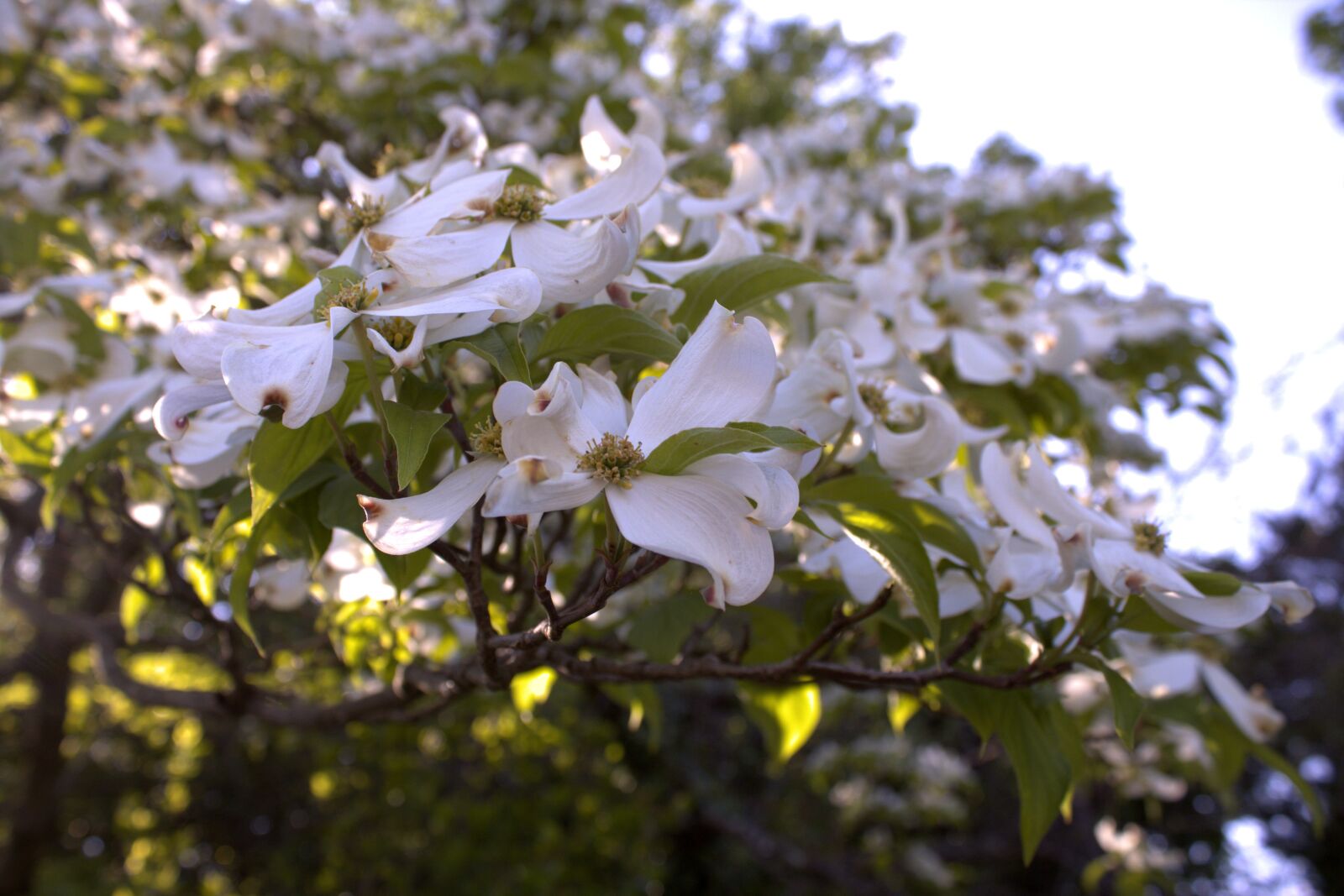 Canon EOS 2000D (EOS Rebel T7 / EOS Kiss X90 / EOS 1500D) sample photo. Flower, tree, spring photography