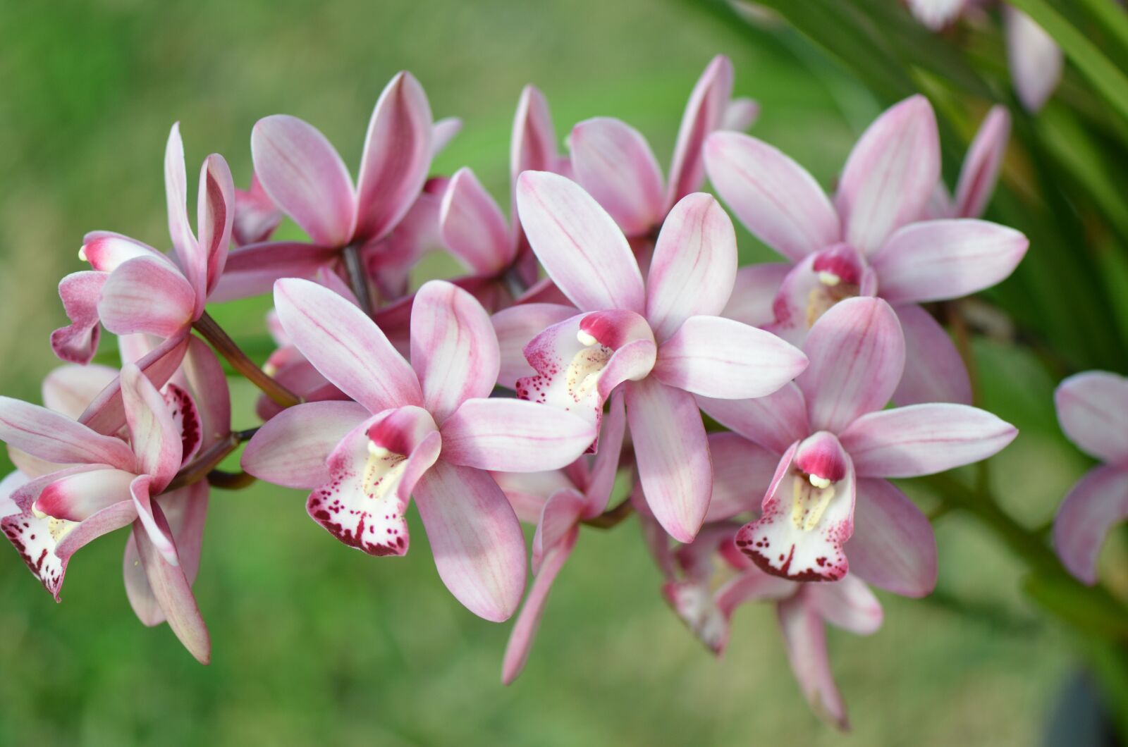 Nikon D7000 sample photo. Orchid, bloom, flowers photography