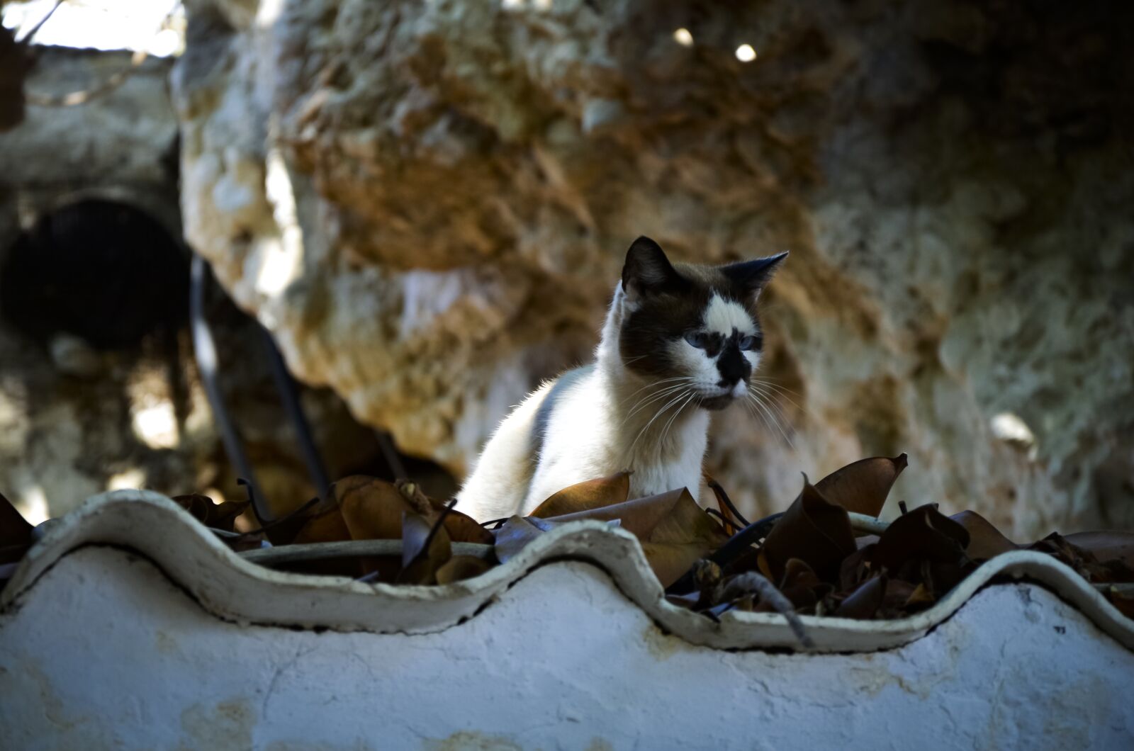 Nikon D7000 sample photo. Nature, mammals, animals photography