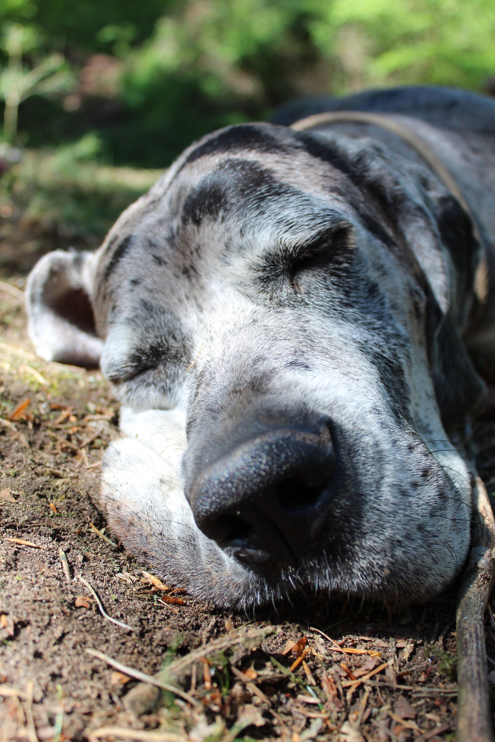 Canon EOS 1300D (EOS Rebel T6 / EOS Kiss X80) sample photo. Pet, dog head, snout photography