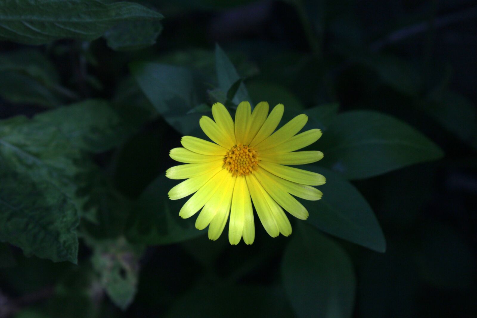 Canon EOS 1200D (EOS Rebel T5 / EOS Kiss X70 / EOS Hi) sample photo. Flower, primrose, plant photography