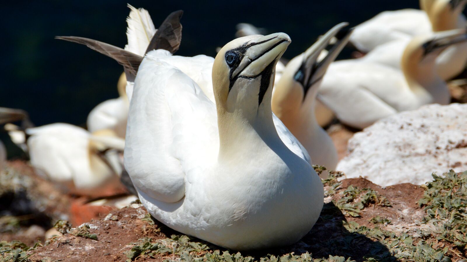 Nikon D3200 sample photo. Northern gannet, helgoland, north photography