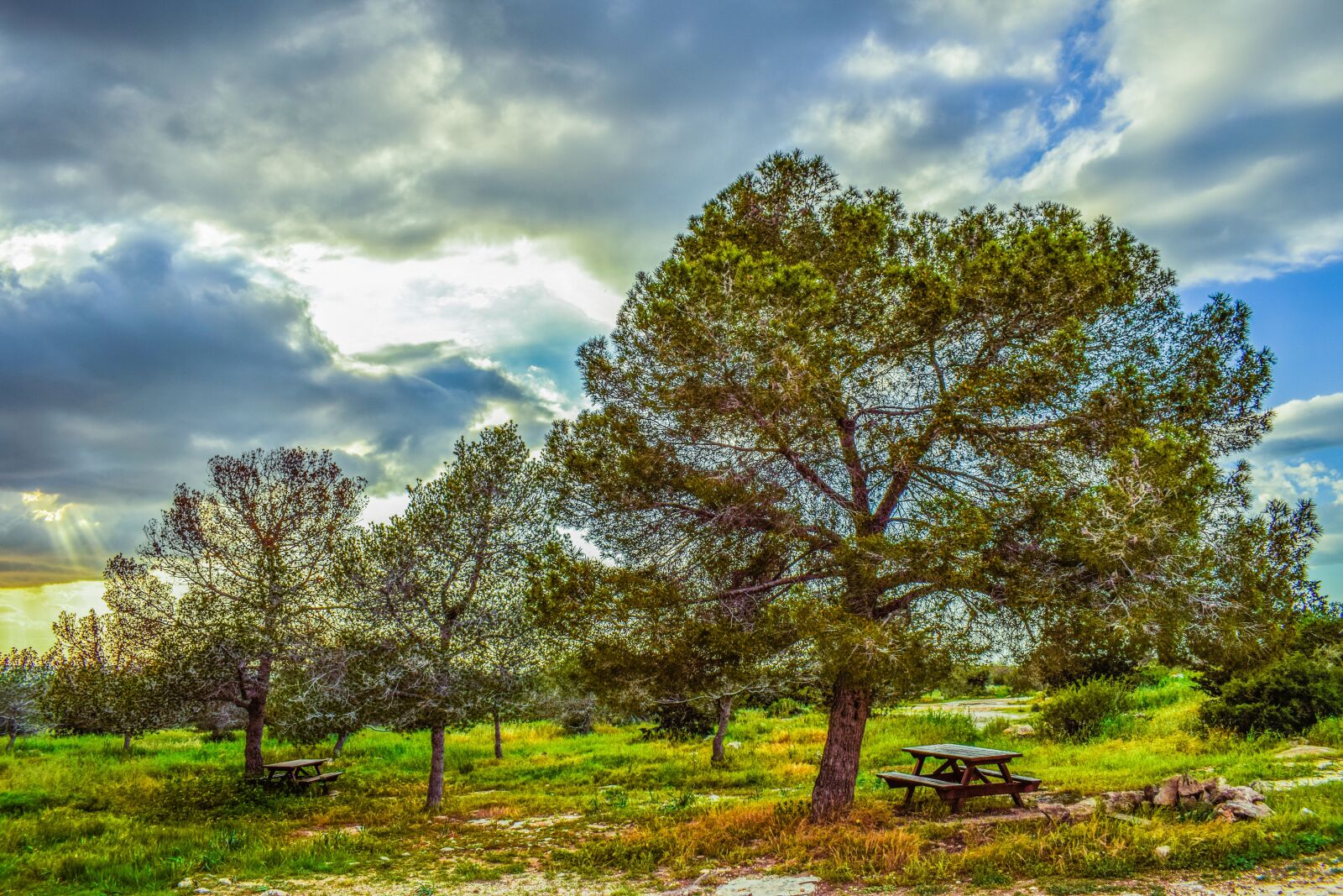 Nikon D3300 sample photo. Copse, trees, nature photography