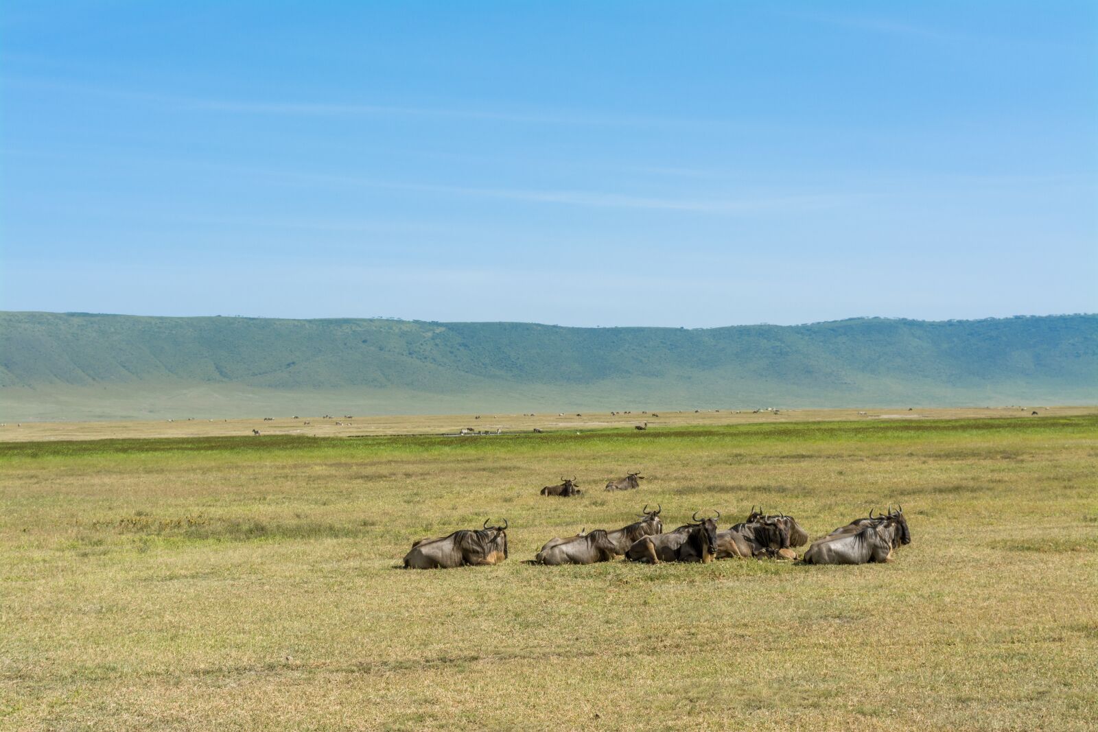 Nikon D5200 sample photo. Wildebeest, safari, africa photography