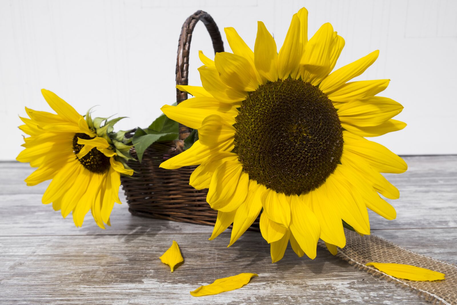 Fujifilm XF 18-55mm F2.8-4 R LM OIS sample photo. Sunflower, flower, plant photography