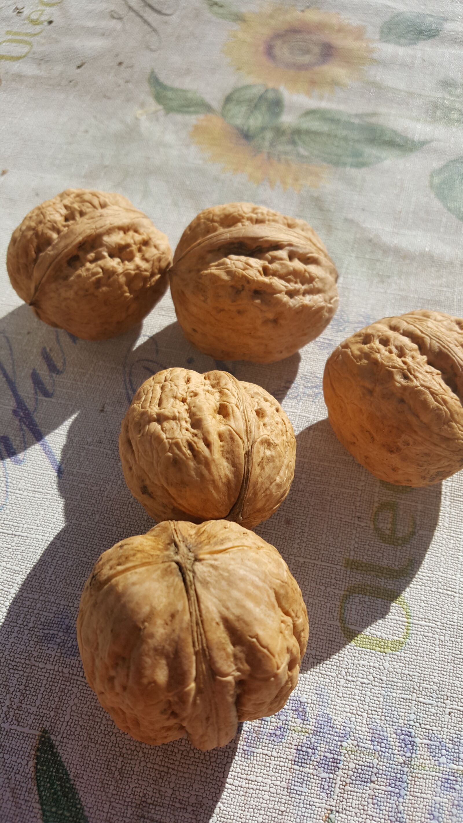 Samsung GALAXY S6 edge sample photo. Nuts, walnut, natural photography