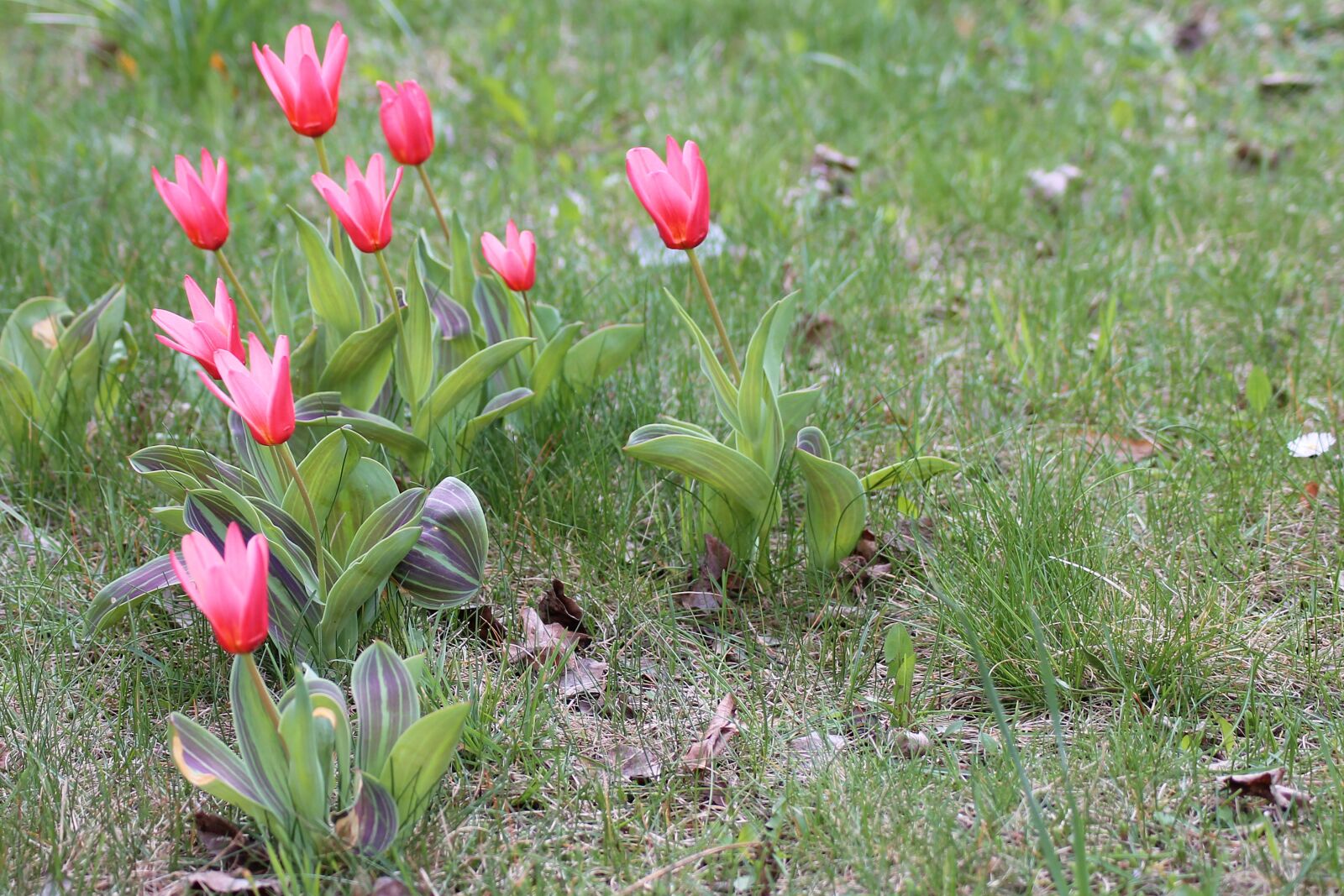 Canon EOS 1100D (EOS Rebel T3 / EOS Kiss X50) sample photo. Flower meadow, spring, tulips photography