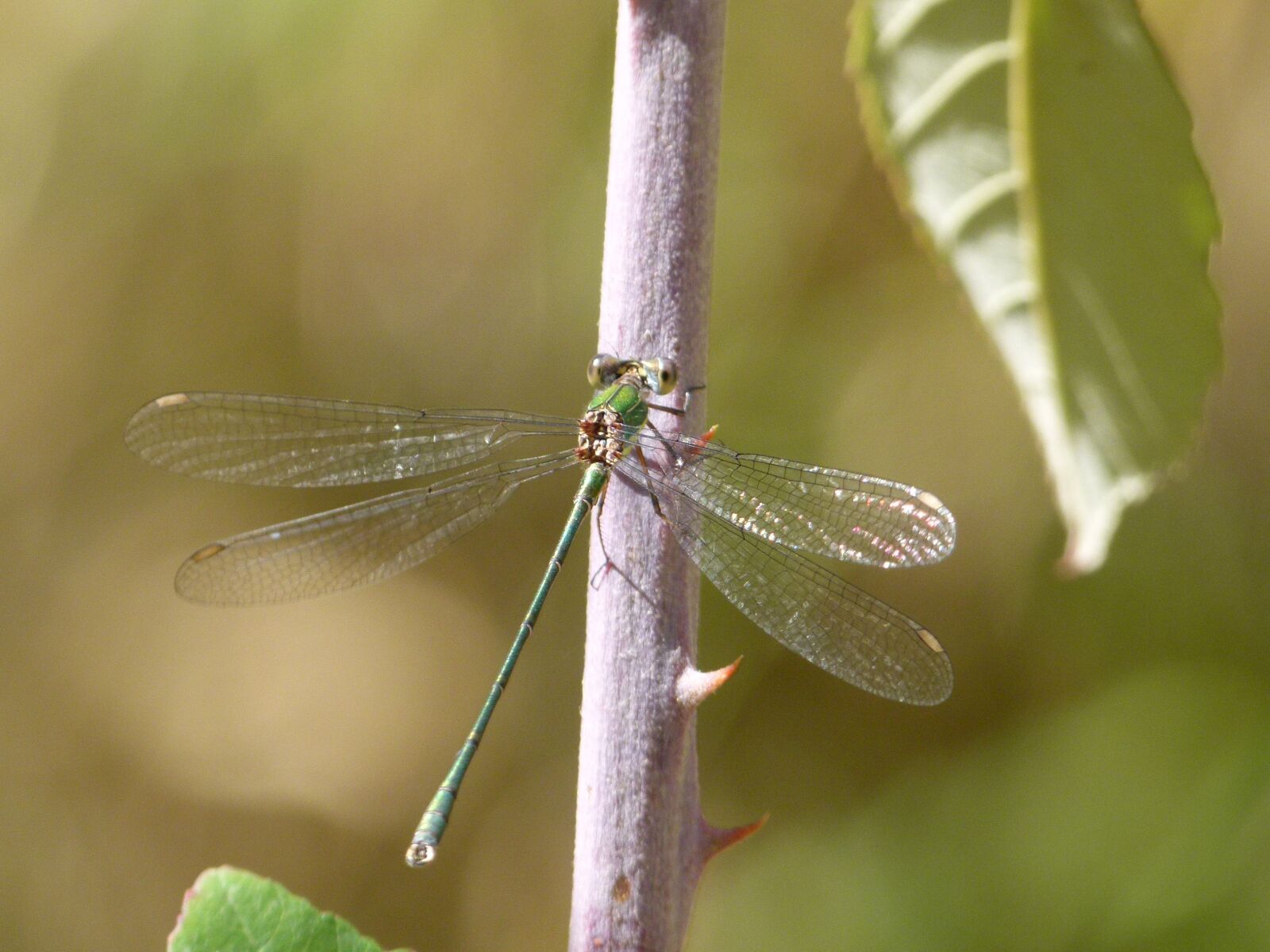 Leica V-Lux 2 sample photo. Dragonfly, green dragonfly, shimmering photography