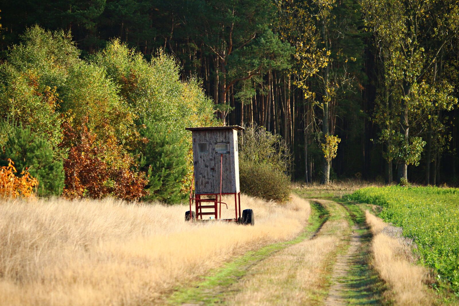 Canon EOS 100D (EOS Rebel SL1 / EOS Kiss X7) sample photo. Perch, lane, autumn photography