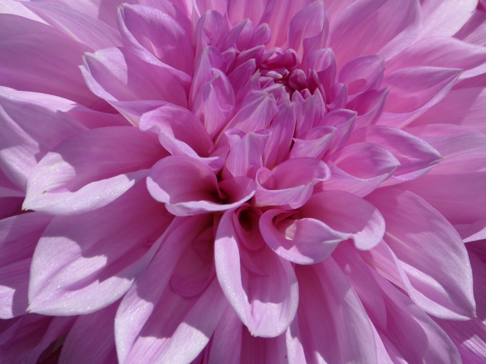 Panasonic Lumix DMC-FZ150 sample photo. Dahlia, pink, blossom photography