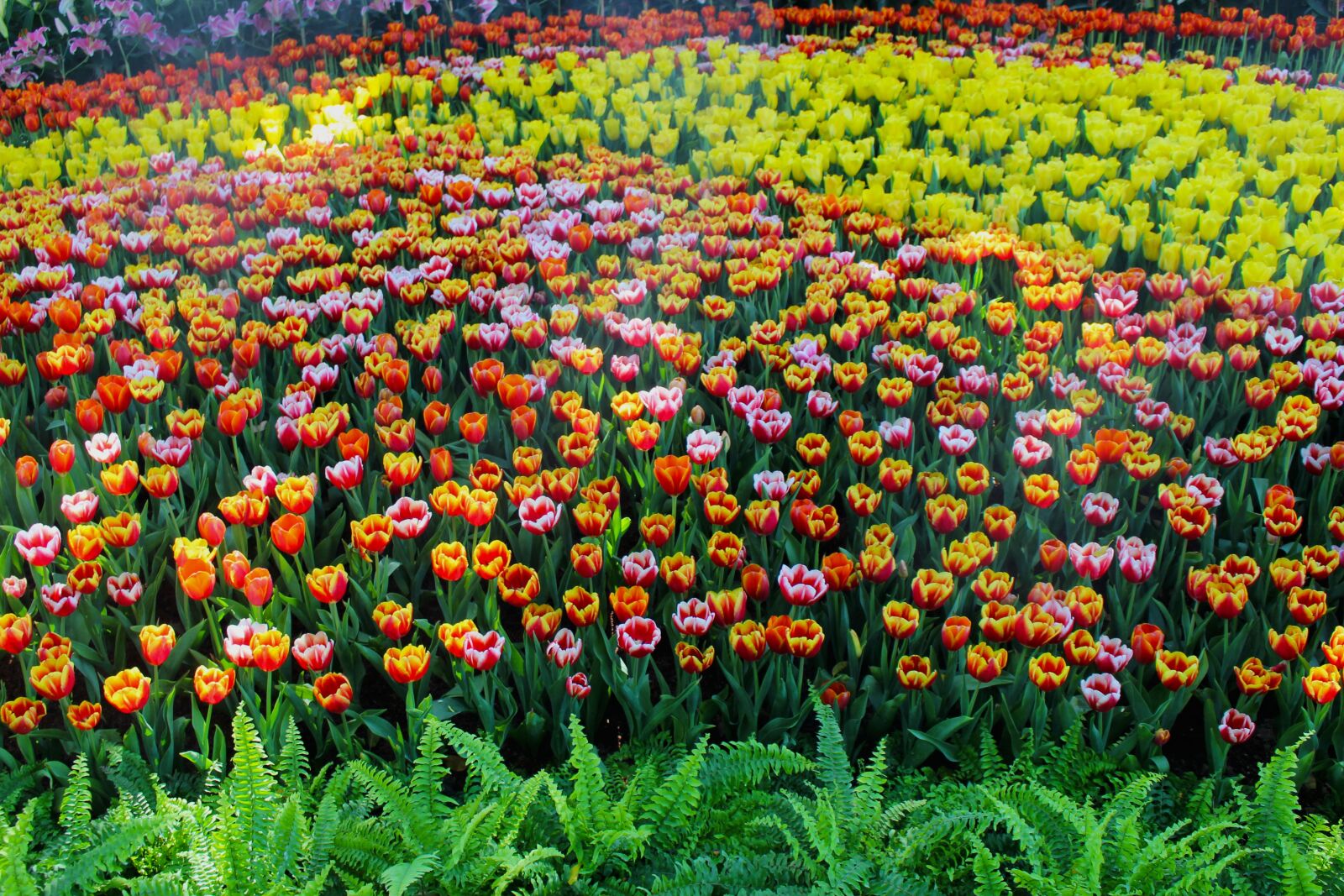 Canon EOS 700D (EOS Rebel T5i / EOS Kiss X7i) sample photo. Tulips, garden, flowers photography