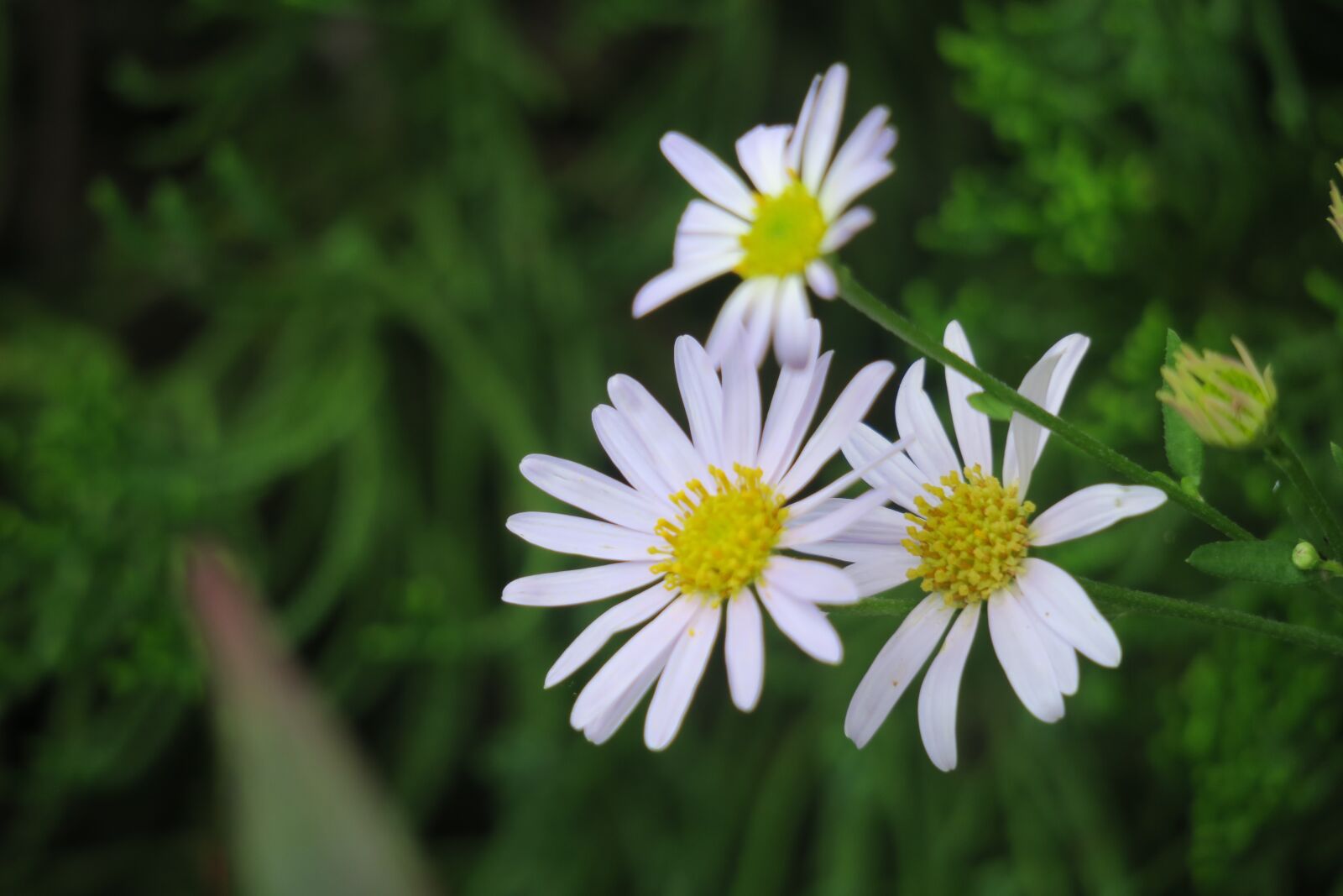 Canon PowerShot G3 X sample photo. Aster, purple, flower photography