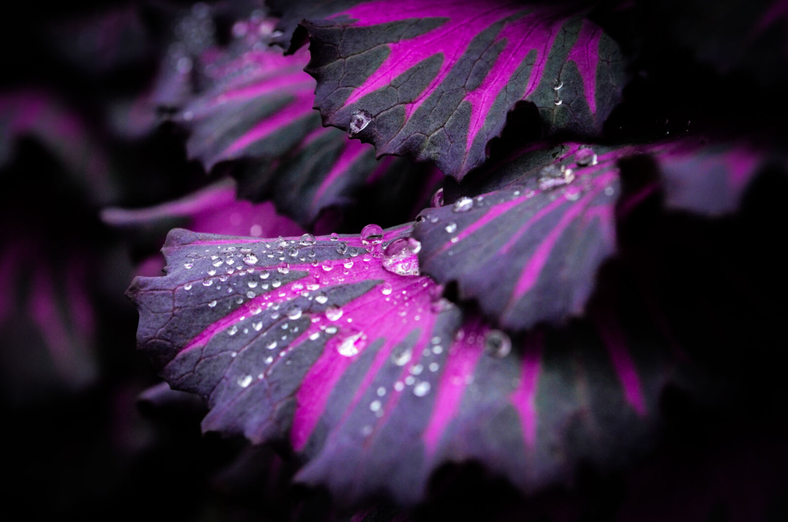 Nikon D5100 sample photo. Close, up, of, wet photography