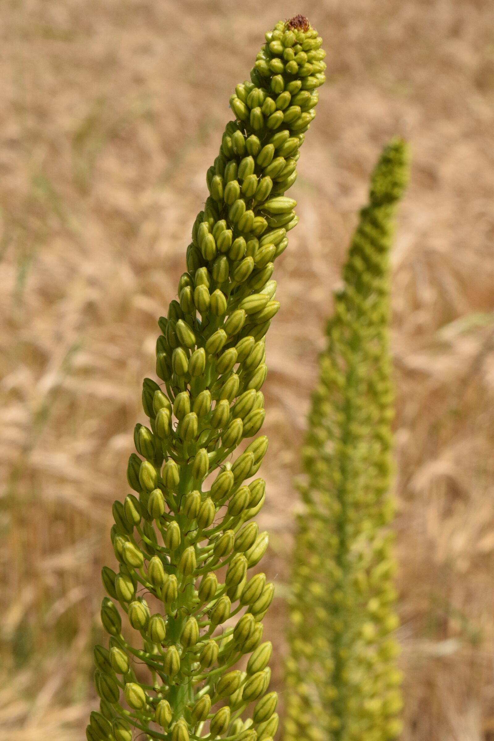 Nikon D3300 sample photo. Eremurus, steppe candles, desert photography