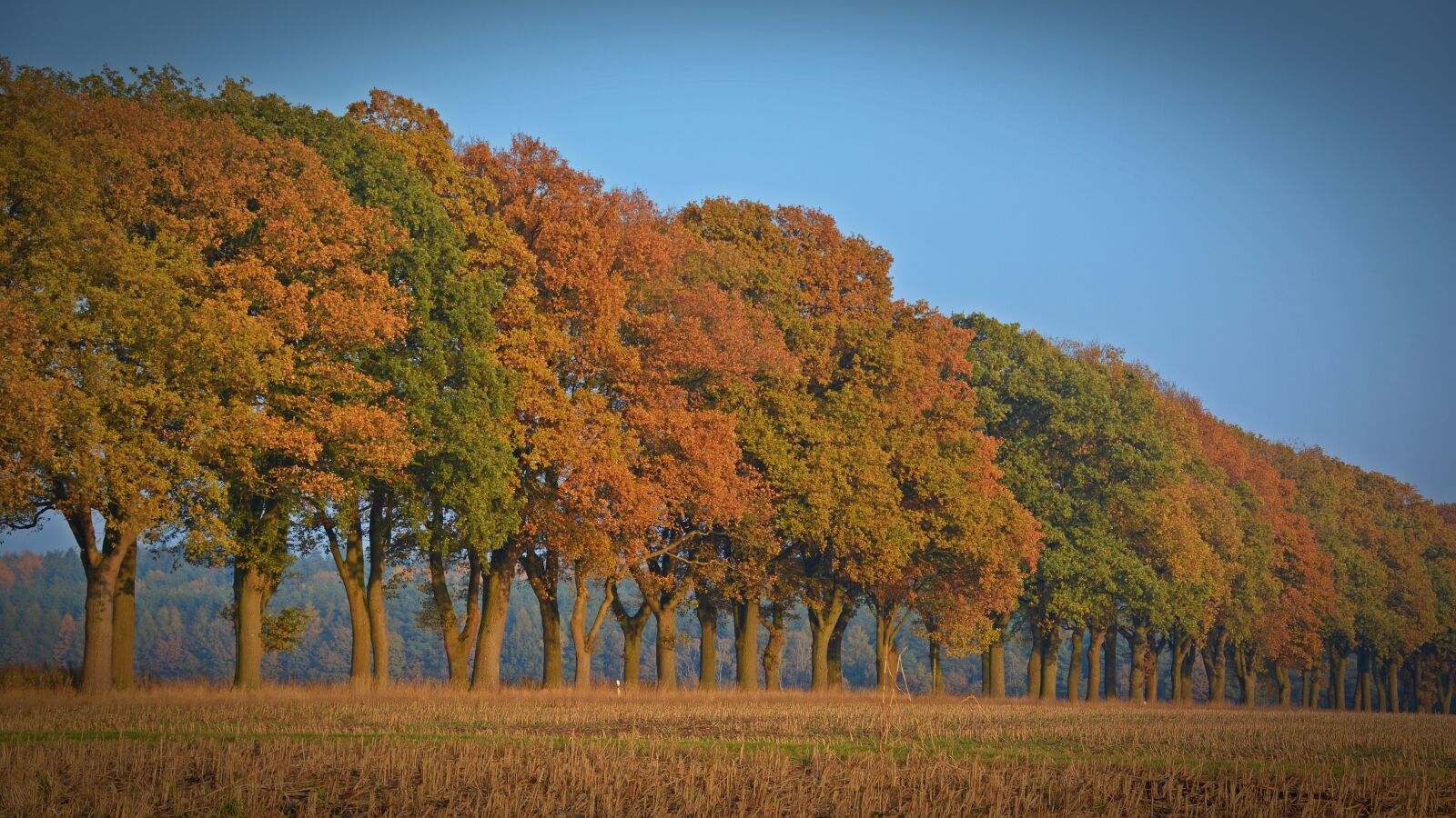 Nikon D5200 sample photo. Autumn, trees, avenue photography