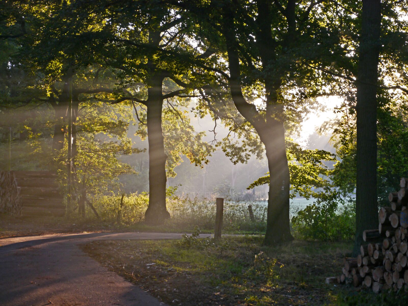 Panasonic Lumix DMC-GX1 sample photo. Autumn forest, fog, morning photography