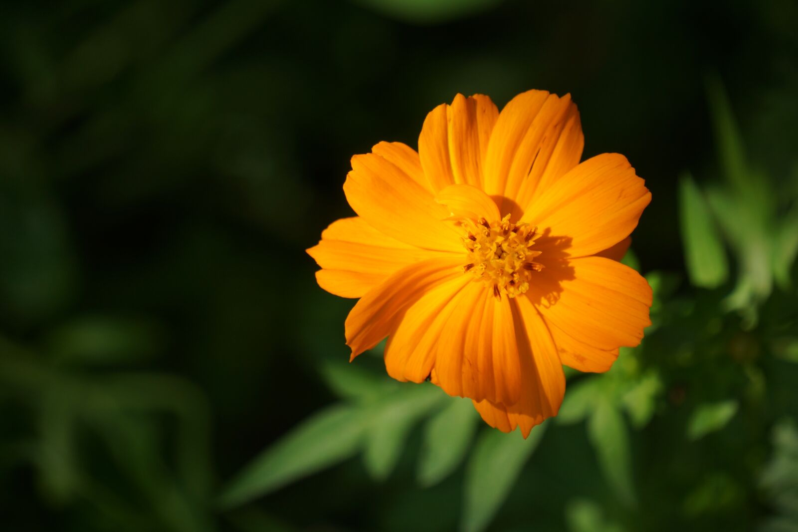 Sony Alpha NEX-7 + Sony E 55-210mm F4.5-6.3 OSS sample photo. Orange, garden, petals photography