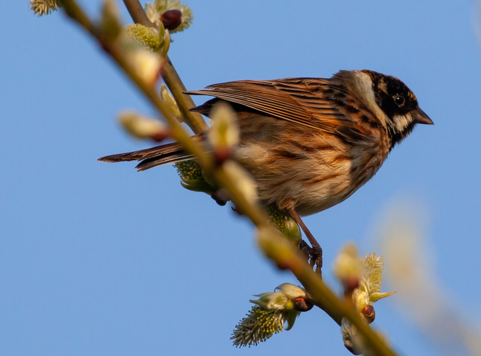 Canon EOS 5D Mark II sample photo. Male reed bunting, reed photography