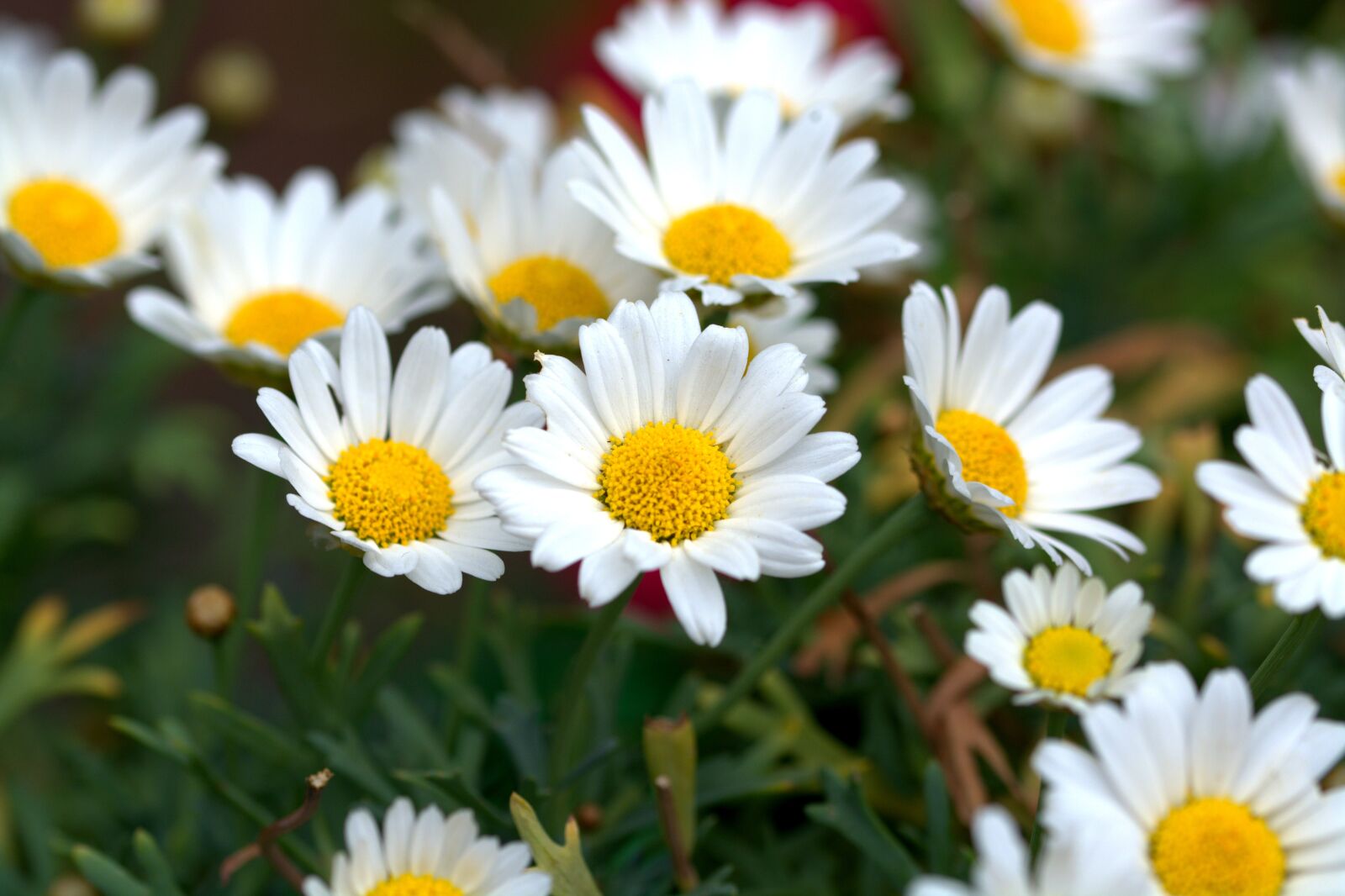 Nikon D5200 sample photo. Margarite, flower, flowers photography