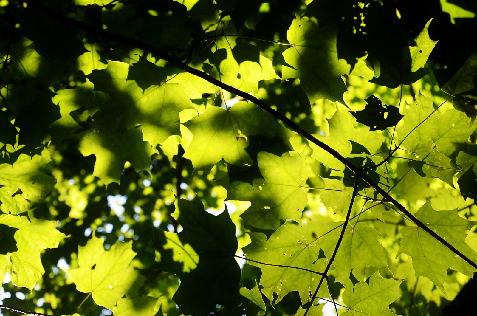 Nikon D5100 sample photo. Leaves, forest, nature photography