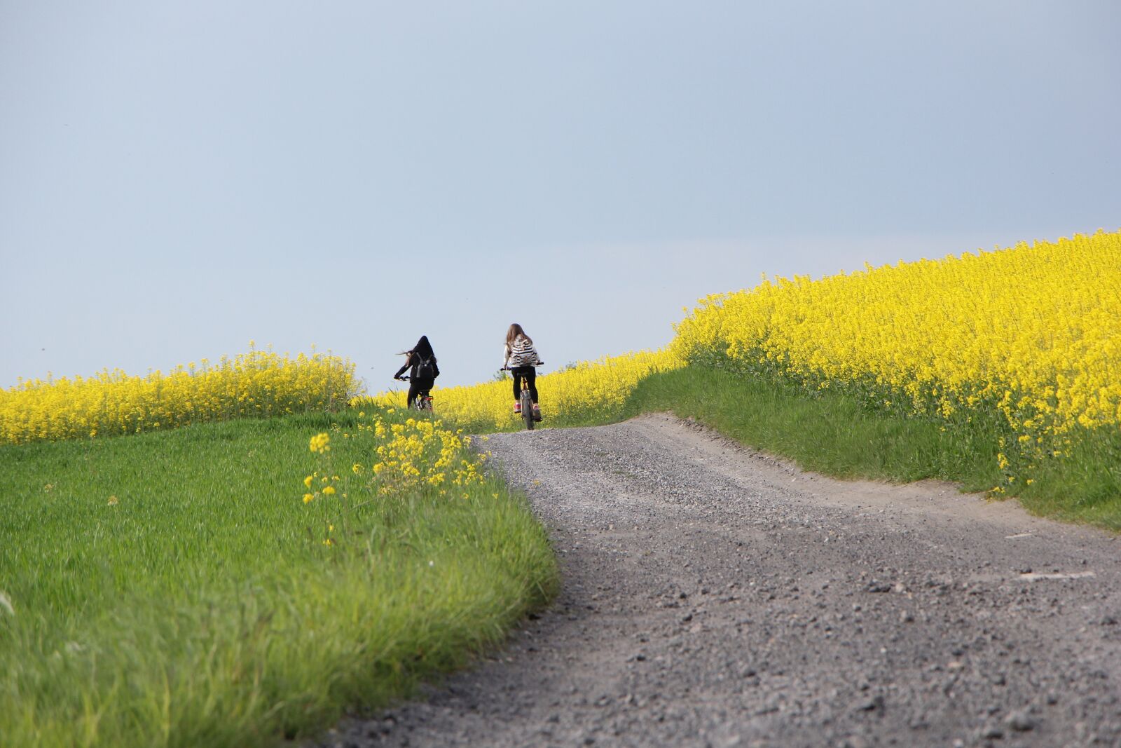 Canon EOS 60D + Canon EF-S 18-135mm F3.5-5.6 IS STM sample photo. Bike, field, rapeseed photography
