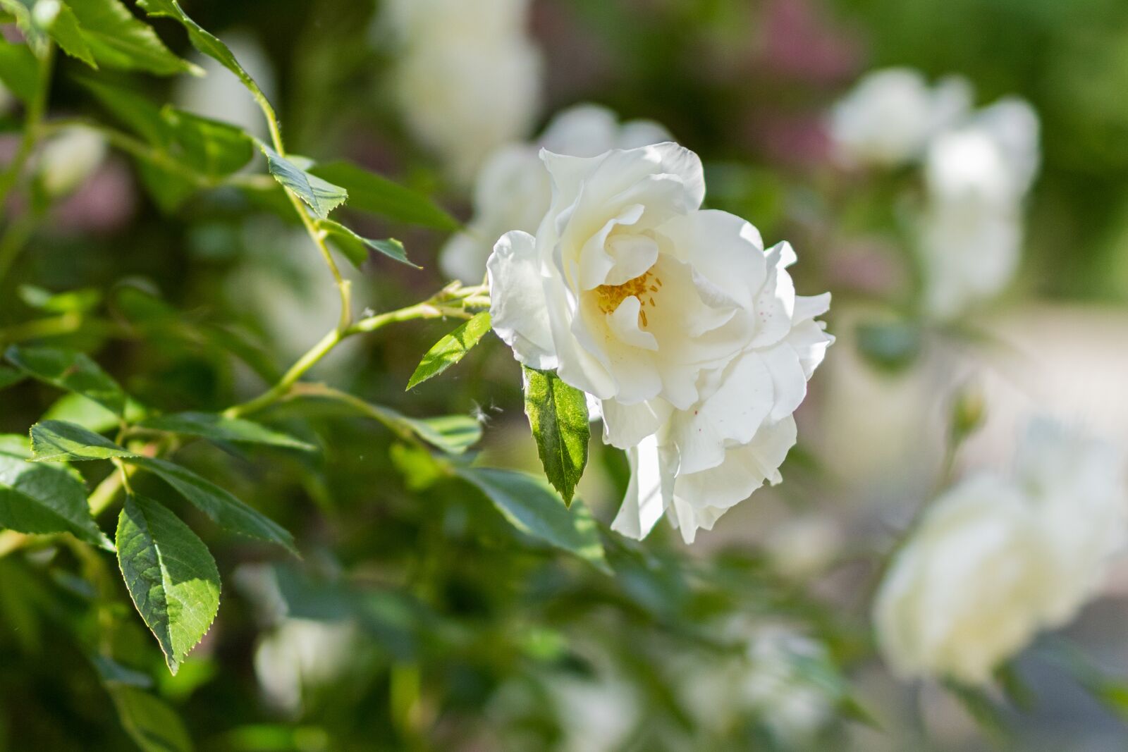 Canon EOS 5DS R sample photo. Rose, flower, summer photography